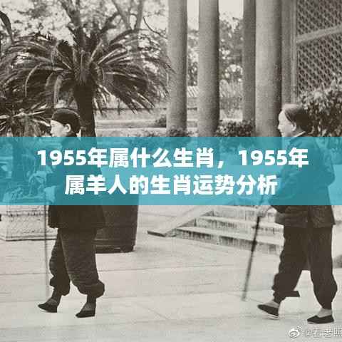 1955年属羊人的生肖运势详解与运势分析