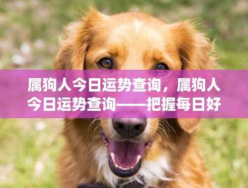 属狗人今日运势解析，把握每日好运，展望美好明天