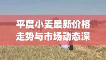 平度小麦最新价格走势与市场动态深度解析